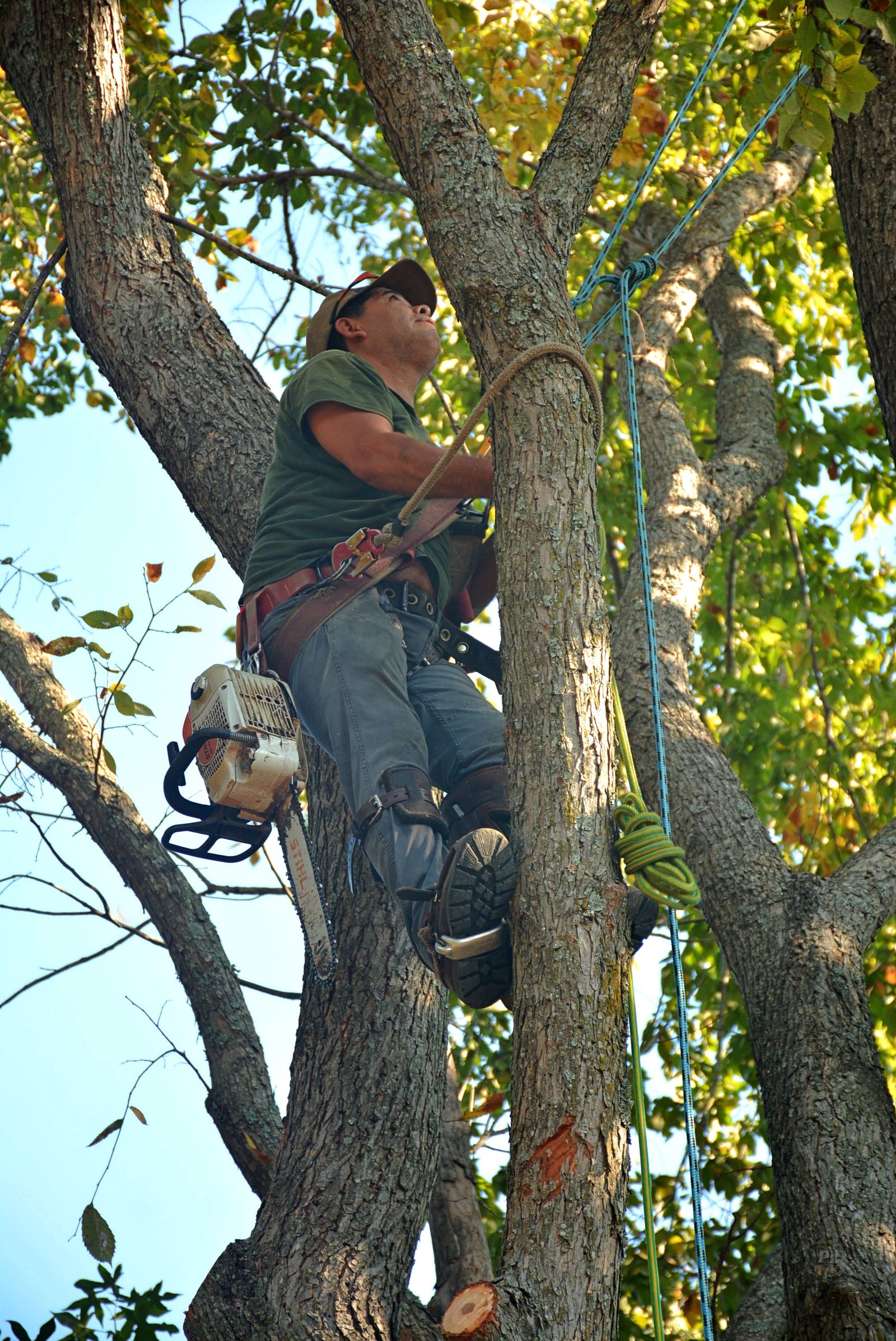 Élagueur en cordes taillant un grand arbre en hauteur