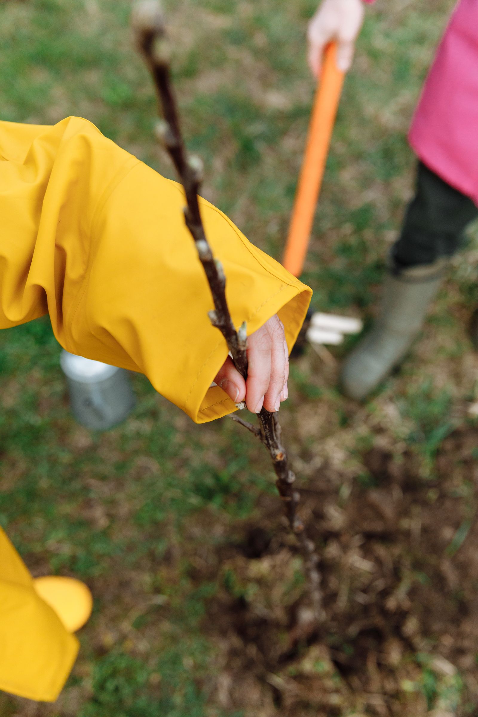 Plantation de vivaces dans un massif de jardin